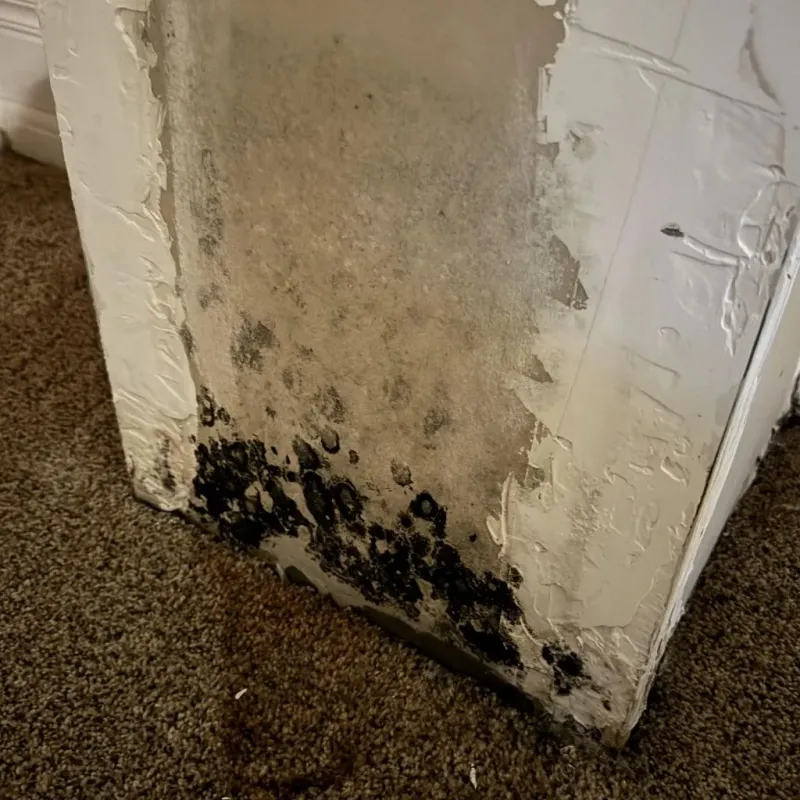 Professional Mold Removal in Bremen, OH